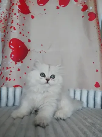 Шотландская девочка Макеевка