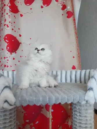 Шотландская девочка Макеевка
