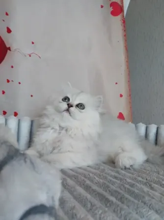Шотландская девочка Макеевка
