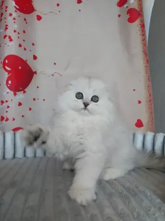 Шотландский мальчик Макеевка