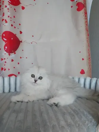 Шотландский мальчик Макеевка