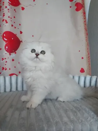 Шотландский мальчик Макеевка