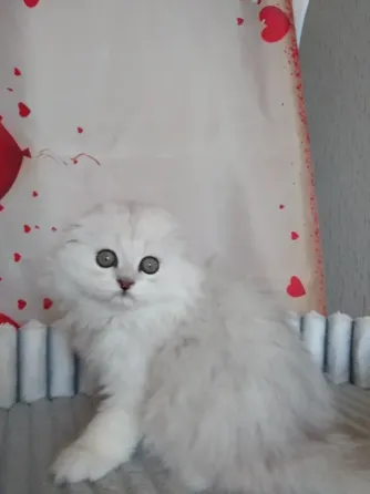 Шотландский мальчик Макеевка