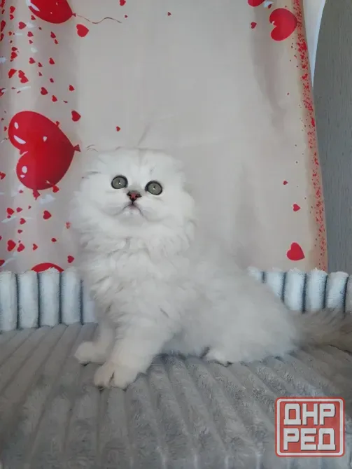 Шотландский мальчик Макеевка - изображение 3