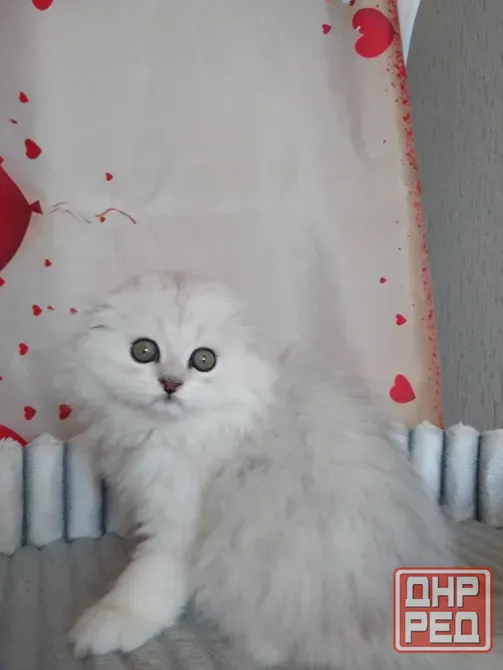 Шотландский мальчик Макеевка - изображение 4