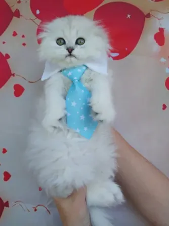 Шотландский мальчик Донецк