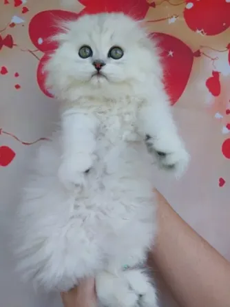 Шотландский мальчик Донецк