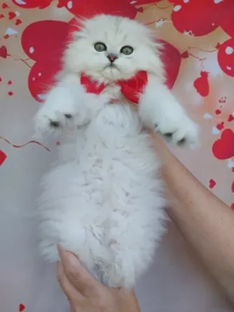 Шотландский мальчик Донецк