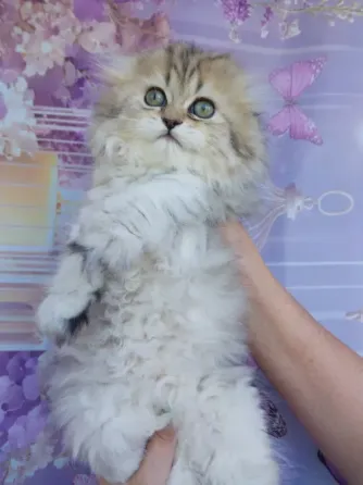 Шотландская девочка Донецк