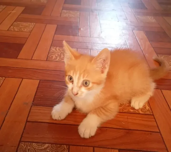 Отдам котят бесплатно Донецк