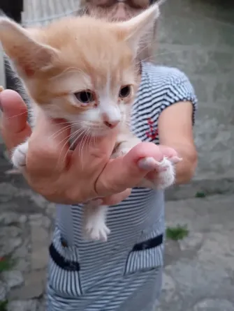 Отдам котят бесплатно Донецк