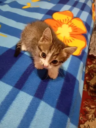 Отдам котят бесплатно Донецк