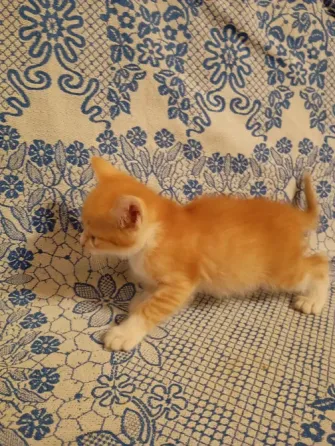 Отдам котят бесплатно Донецк