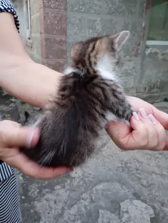 Отдам котят бесплатно Донецк