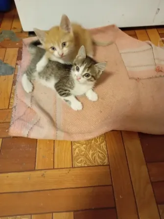 Отдам котят бесплатно Донецк
