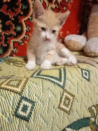 Отдам котят бесплатно Донецк