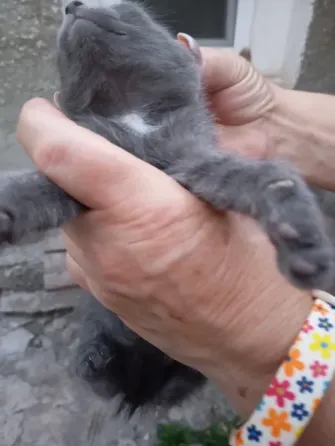 Отдам котят бесплатно Донецк