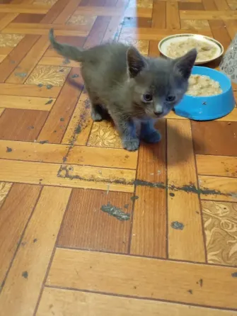 Отдам котят бесплатно Донецк