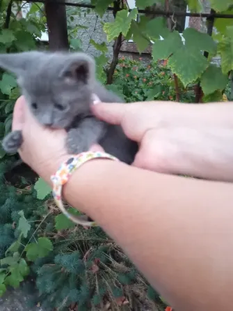 Отдам котят бесплатно Донецк