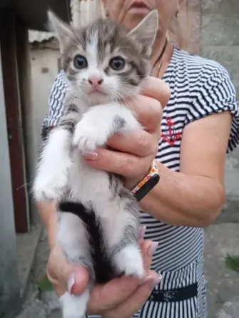 Отдам котят бесплатно Донецк