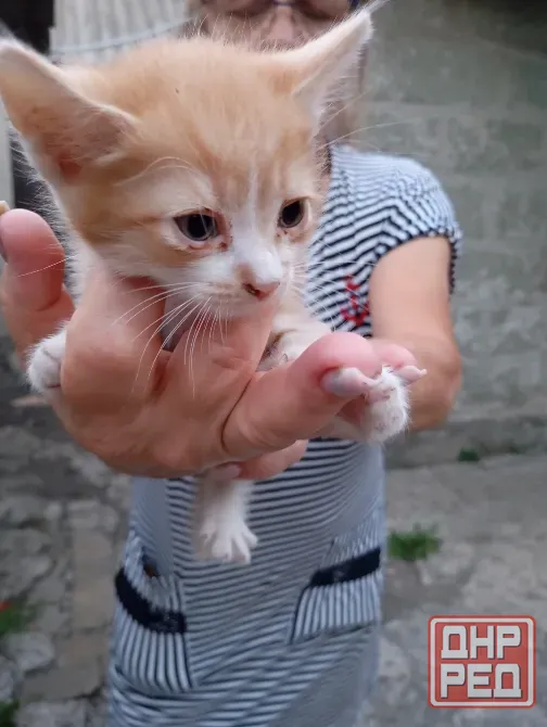 Отдам котят бесплатно Донецк - изображение 1
