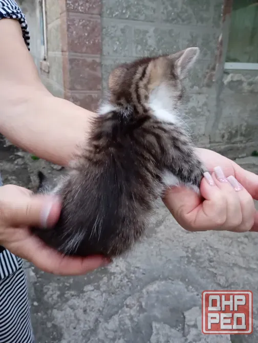 Отдам котят бесплатно Донецк - изображение 4