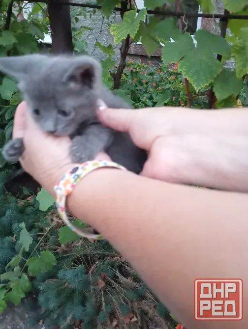 Отдам котят бесплатно Донецк - изображение 2