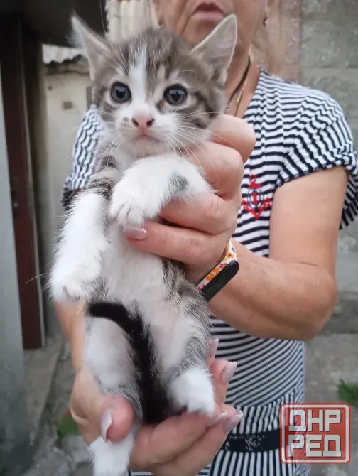 Отдам котят бесплатно Донецк - изображение 5
