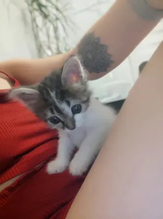 Отдам котёнка бесплатно Макеевка