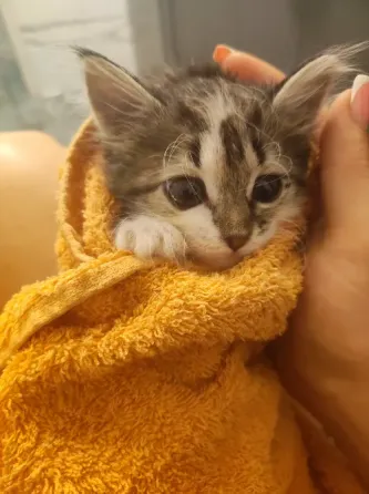 Отдам котёнка бесплатно Макеевка
