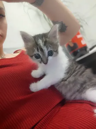 Отдам котёнка бесплатно Макеевка