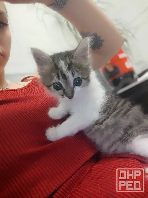 Отдам котёнка бесплатно Макеевка - изображение 1