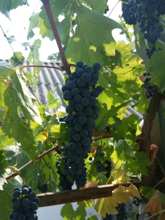 Продам винный виноград Донецк