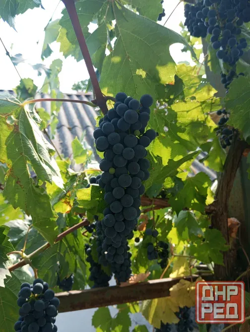 Продам винный виноград Донецк - изображение 2