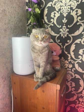 Отдам кота Донецк