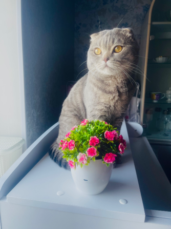 Отдам кота Донецк