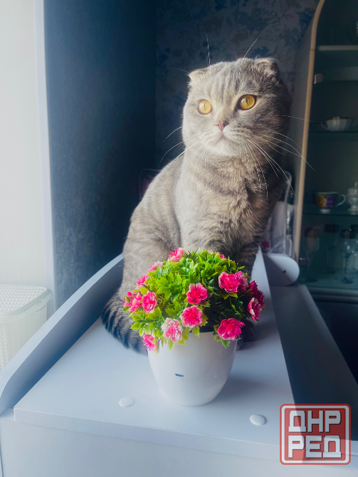 Отдам кота Донецк - изображение 1