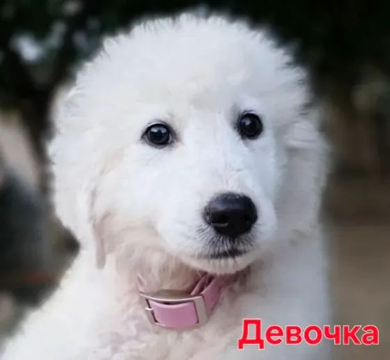 Мареммо-абруццкая овчарка Донецк