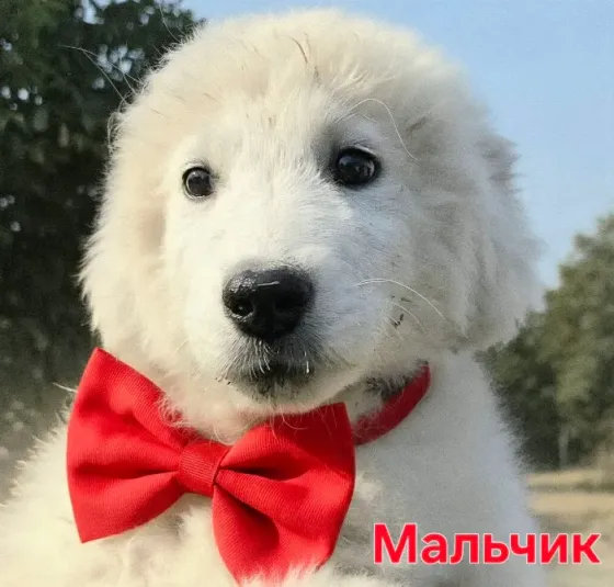 Мареммо-абруццкая овчарка Донецк