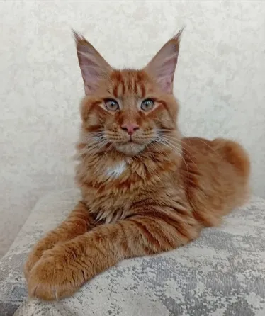 Мейн-кун котята Донецк