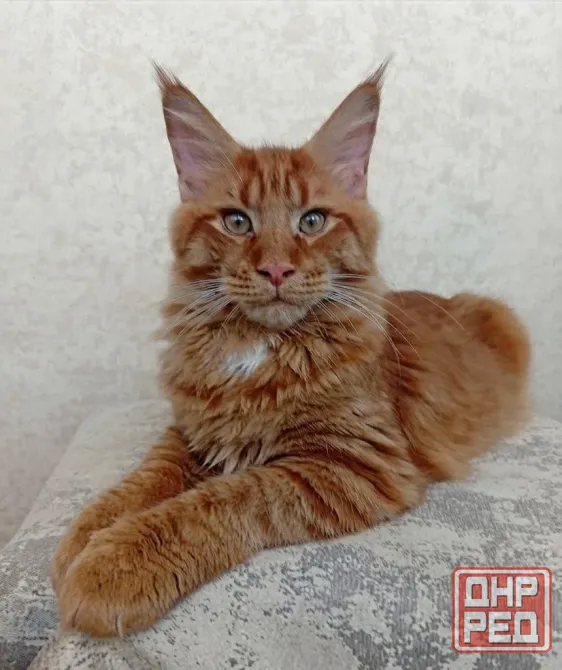 Мейн-кун котята Донецк - изображение 2