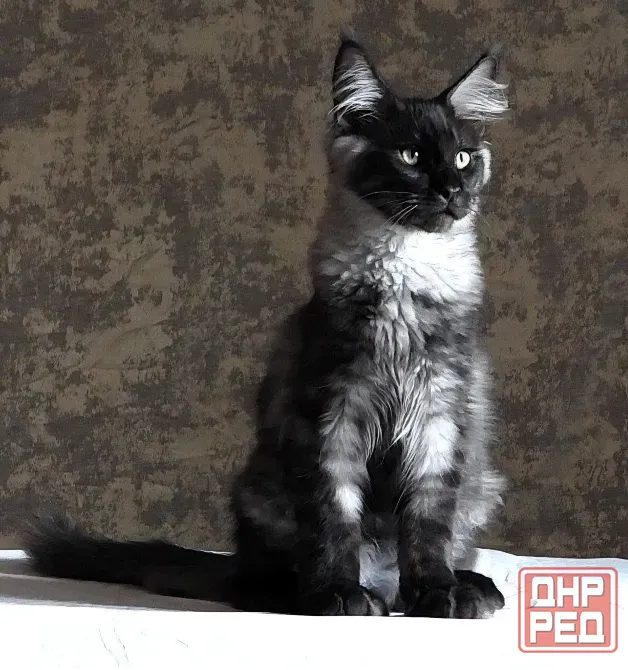 Мейн-кун котята Луганск - изображение 1