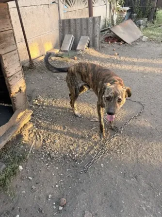 Помогите пожалуйста найти дом кобельку, ему годик, хозяева уезжают в Россию в кратчайшие сроки!!! Макеевка
