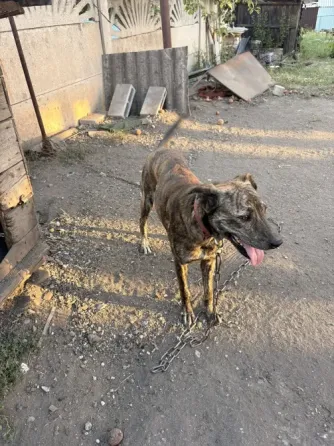 Помогите пожалуйста найти дом кобельку, ему годик, хозяева уезжают в Россию в кратчайшие сроки!!! Макеевка