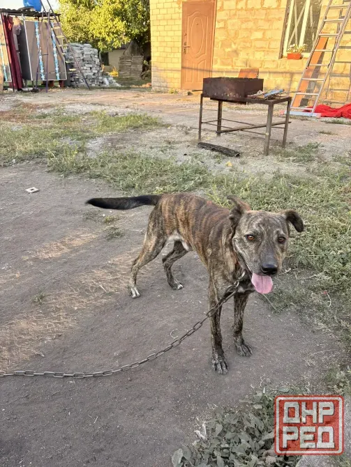 Помогите пожалуйста найти дом кобельку, ему годик, хозяева уезжают в Россию в кратчайшие сроки!!! Макеевка - изображение 1