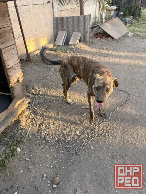 Помогите пожалуйста найти дом кобельку, ему годик, хозяева уезжают в Россию в кратчайшие сроки!!! Макеевка - изображение 4