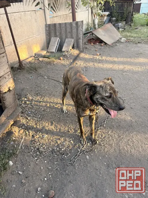 Помогите пожалуйста найти дом кобельку, ему годик, хозяева уезжают в Россию в кратчайшие сроки!!! Макеевка - изображение 2
