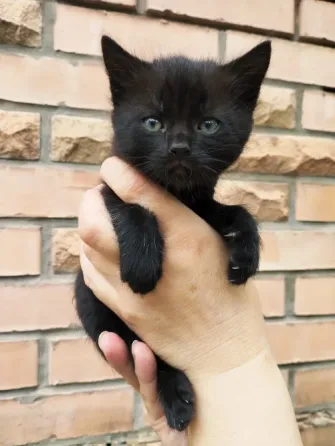 Отдам котят Донецк