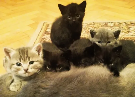 Отдам котят Донецк