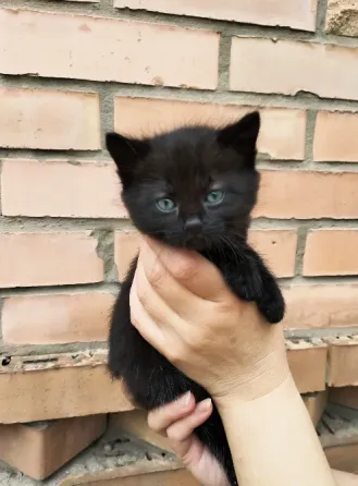 Отдам котят Донецк